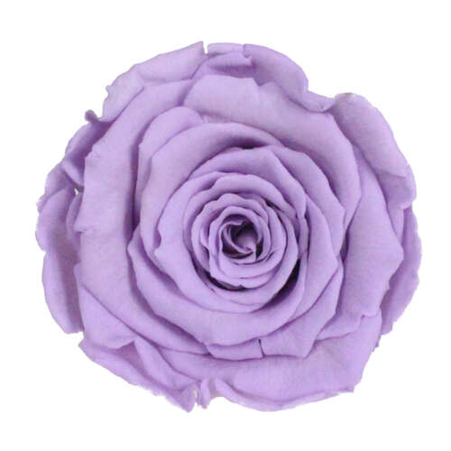 Infinity Rose L 5cm konserviert stabilisiert haltbar Rosenkopf ewige Rosenbl�te