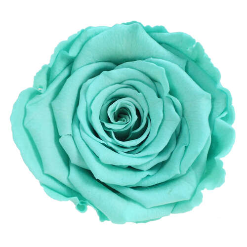 Infinity Rose L 5cm konserviert stabilisiert haltbar Rosenkopf ewige Rosenbl�te