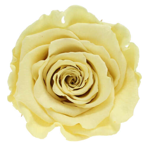 Infinity Rose L 5cm konserviert stabilisiert haltbar Rosenkopf ewige Rosenbl�te