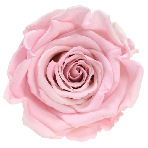 Infinity Rose L 5cm konserviert stabilisiert haltbar Rosenkopf ewige Rosenbl�te
