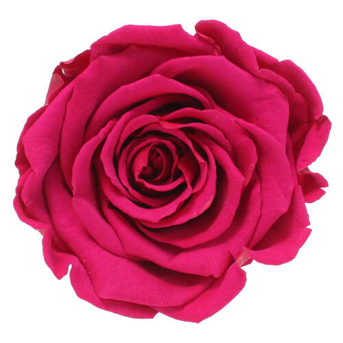 Infinity Rose L 5cm konserviert stabilisiert haltbar Rosenkopf ewige Rosenbl�te