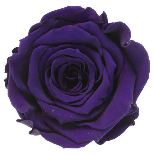 Infinity Rose L 5cm konserviert stabilisiert haltbar Rosenkopf ewige Rosenbl�te