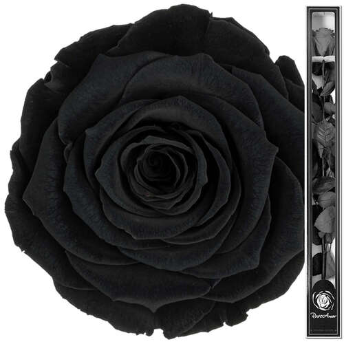 Infinity ewige Rose XL Stiel 70cm konserviert stabilisiert haltbar langstielig 