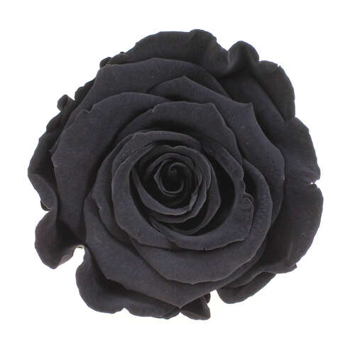 Infinity Rose XL 6-7cm konserviert stabilisiert haltbar Rosenkopf ewige Bl�te
