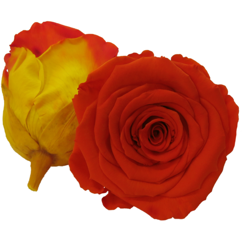 Infinity Rose XL 6-7cm konserviert stabilisiert haltbar Rosenkopf ewige Bl�te