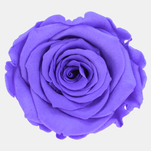 Infinity Rose XL 6-7cm konserviert stabilisiert haltbar Rosenkopf ewige Bl�te