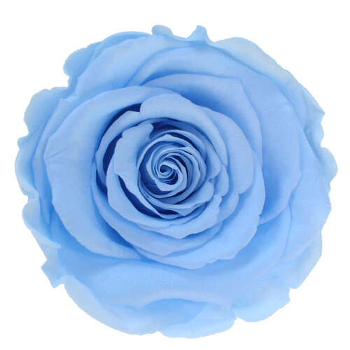 Infinity Rose XL 6-7cm konserviert stabilisiert haltbar Rosenkopf ewige Bl�te