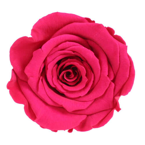 Infinity Rose XL 6-7cm konserviert stabilisiert haltbar Rosenkopf ewige Bl�te