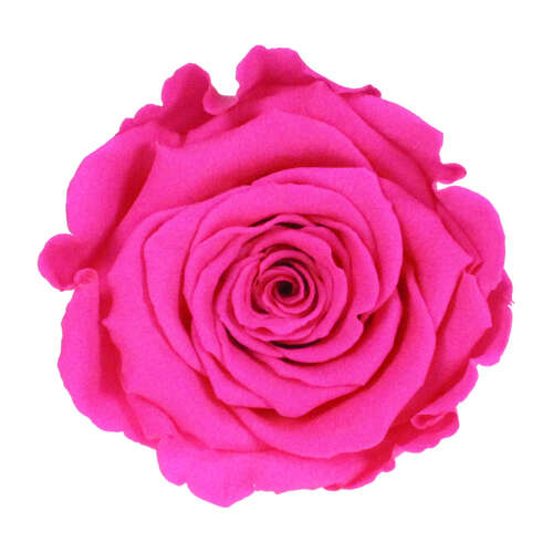 Infinity Rose XL 6-7cm konserviert stabilisiert haltbar Rosenkopf ewige Bl�te