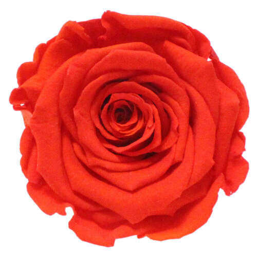 Infinity Rose XL 6-7cm konserviert stabilisiert haltbar Rosenkopf ewige Bl�te