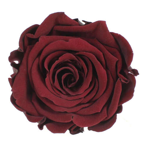 Infinity Rose XL 6-7cm konserviert stabilisiert haltbar Rosenkopf ewige Bl�te