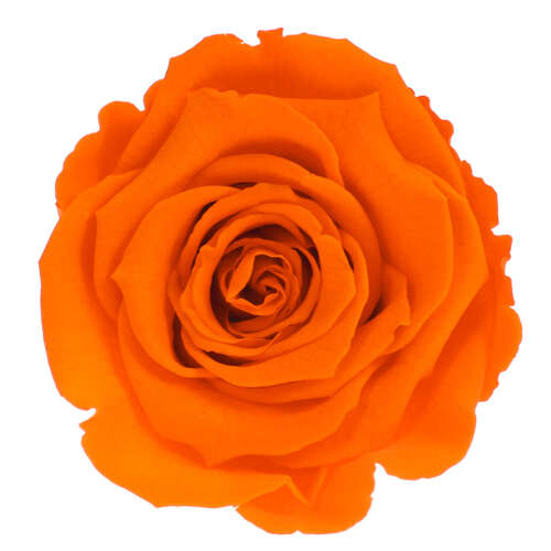 Infinity Rose XL 6-7cm konserviert stabilisiert haltbar Rosenkopf ewige Bl�te