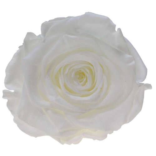 Infinity Rose XL 6-7cm konserviert stabilisiert haltbar Rosenkopf ewige Bl�te