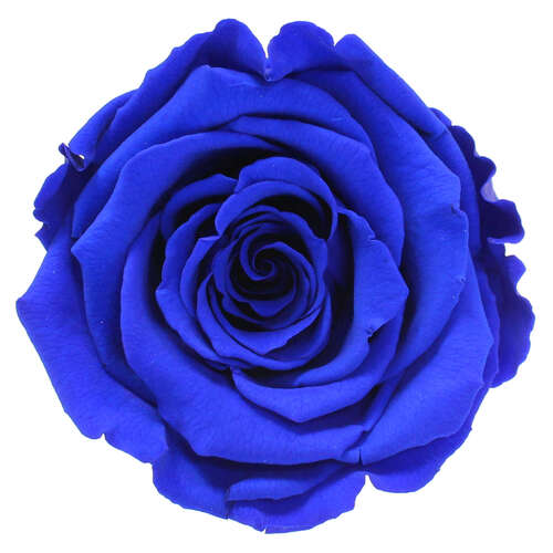 Infinity Rose XL 6-7cm konserviert stabilisiert haltbar Rosenkopf ewige Bl�te