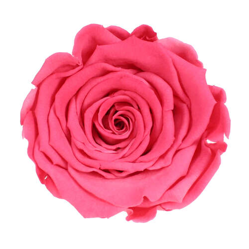 Infinity Rose XL 6-7cm konserviert stabilisiert haltbar Rosenkopf ewige Bl�te