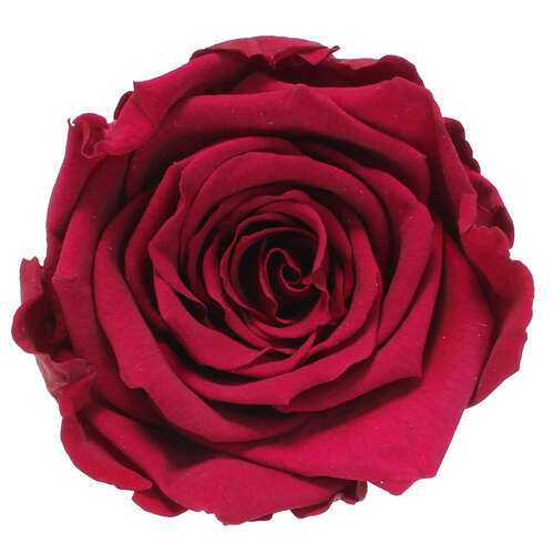 Infinity Rose XL 6-7cm konserviert stabilisiert haltbar Rosenkopf ewige Bl�te