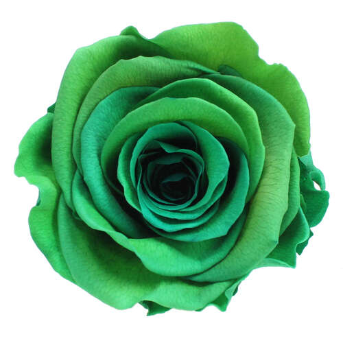 Infinity Rose XL 6-7cm konserviert stabilisiert haltbar Rosenkopf ewige Bl�te