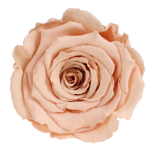 Infinity Rose XL 6-7cm konserviert stabilisiert haltbar Rosenkopf ewige Bl�te