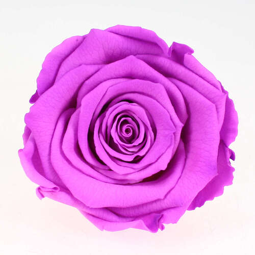 Infinity Rose XL 6-7cm konserviert stabilisiert haltbar Rosenkopf ewige Bl�te