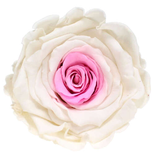 Infinity Rose XL 6-7cm konserviert stabilisiert haltbar Rosenkopf ewige Bl�te