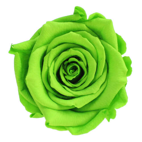 Infinity Rose XL 6-7cm konserviert stabilisiert haltbar Rosenkopf ewige Bl�te