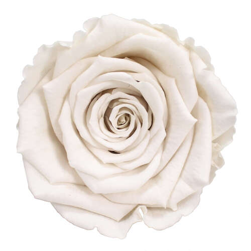 Infinity Rose XL 6-7cm konserviert stabilisiert haltbar Rosenkopf ewige Bl�te