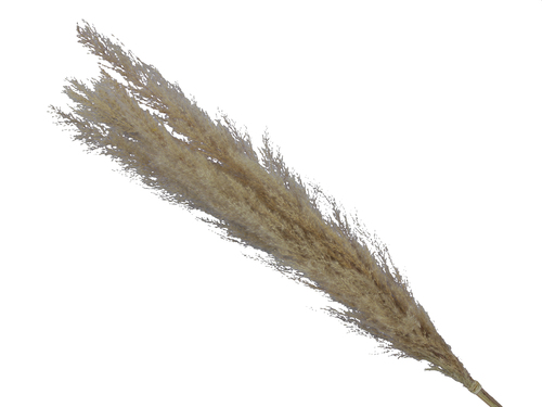 Pampas Gras Bund gebleicht L ca. 60-75cm Trockenblumen