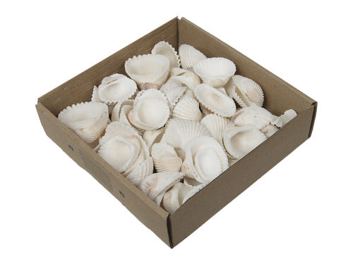 800g Muscheln natur wei� ca. 2-8cm mix