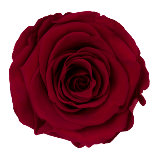 Infinity ewige Rose XL Stiel 60cm konserviert stabilisiert haltbar langstielig 