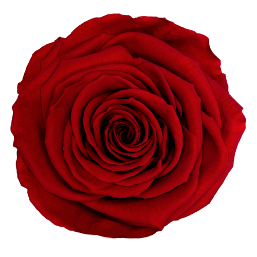 Infinity ewige Rose XL Stiel 60cm konserviert stabilisiert haltbar langstielig 