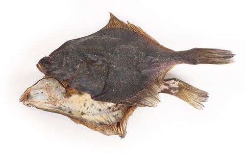 Fisch f�r Hunde Flunder