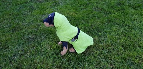 Hundebademantel 100% Baumwolle