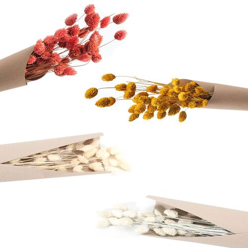 Getrocknetes Phalaris Kanariengras 60-64 cm lang Deko Hochzeit Blumen-Deko