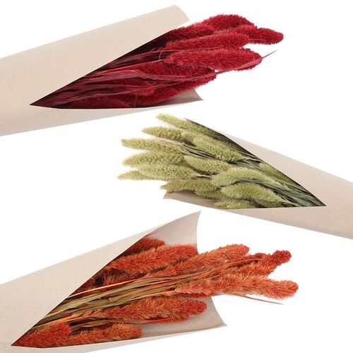 Setaria Trockenblumen Strau� 100g 74 cm Wohn-Deko Schilfgras  Tisch-Deko