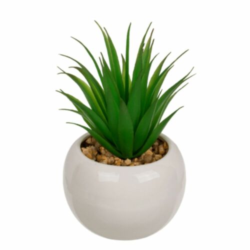 monstera deliciosa png Monstera Deliciosa main image 1