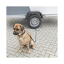 Dog Secure Mobiler Ankerpunkt f�r Hunde Hundeanker zur Hundesicherung