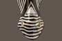 Maske Zebra 30 cm, Holz-Maske aus Bali, Wandmaske